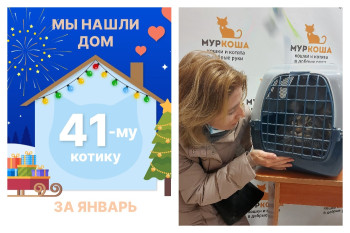 Котик Кьюрино нашел новый дом за один месяц!