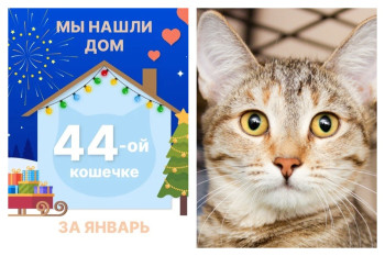 Яркая кошечка Спиннер отправилась домой!