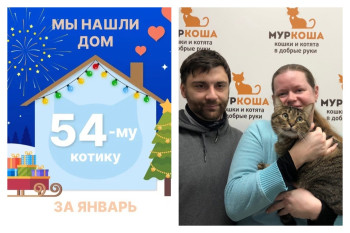 Котик Микель начинает долгожданную домашнюю жизнь!