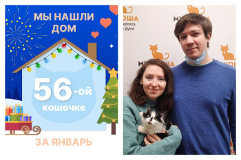 Кошечка Саями стала домашней за три недели!