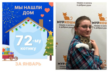 Котик Стебелёк нашёл дом за два месяца!