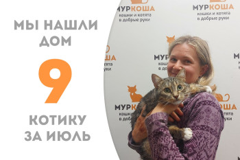 Четырёхлетний котик Камыш вновь стал домашним! 