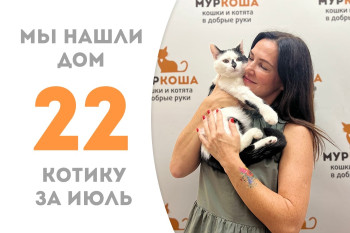 Бывший уличный котик Капелюша спустя два месяца в приюте улетает жить в Вену! 