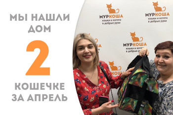 Кошечка Каспара стала домашней!