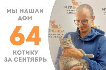 Полугодовалый котик Катц вслед за своей сестрёнкой обрёл своего человека через два месяца в приюте! 