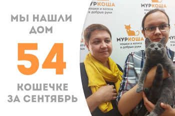 Шестимесячная кошечка Катцу уехала домой через два месяца после появления в приюте! 