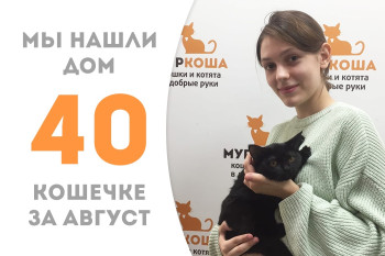 Четырёхмесячная кошечка Кения за два с половиной месяца в приюте обрела добрую хозяйку! 