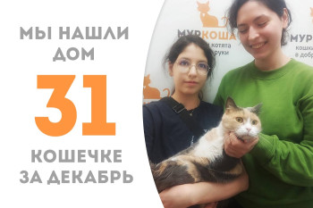 Полуторагодовалая кошечка Кесси, спасённая в Мариуполе, нашла новый дом!