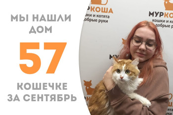Кошечка Хайми нашла себе новый дом и добрую хозяйку меньше чем за три недели! 
