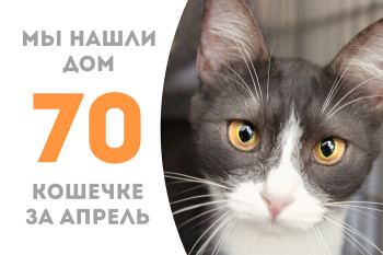 Годовалая кошечка по имени Кисурик стала домашней любимицей! 