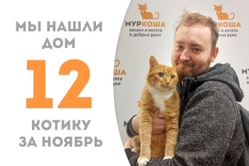 Пятилетний котик Колбасяо вновь стал домашним любимчиком! 