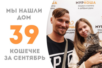 Десятимесячная кошечка Колумбия стала домашней любимицей! 