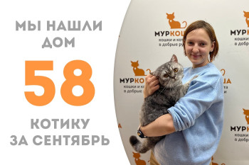 Котик Комендант нашёл своё домашнее счастье!