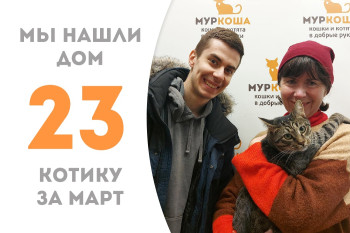 Котик Комикс уезжает домой!
