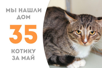 Полуторогодовалый кот Котиус отправился домой! 