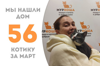 Котик Коттон встретил свою замечательную хозяйку! 