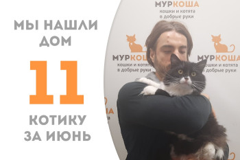 Уличный котик Кову обрёл своего человека и дом! 