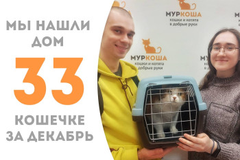 Кошечка Крапинка семи с половиной лет вновь стала домашней! 