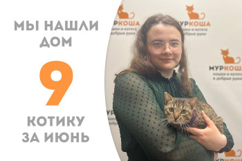 Котик Куличик встретил хозяйку пробыв в приюте менее трёх недель! 