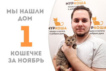 Четырёхмесячная кошечка Купава за две недели нашла для себя доброго человека! 