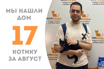 Четырёхмесячный котёнок Лесочек провёл в приюте два с небольшим месяца и стал домашним! 