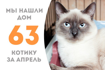 Девятимесячный Лесьяр нашел новый дом за два месяца! 