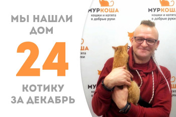 Котёнок Лисичкин нашёл доброго хозяина, проведя менее месяца в приюте! 