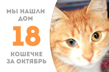 Трёхлетная кошечка Лисуля встретила своего человека и теперь счастлива! 