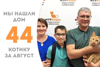 Котик Литлбиг, живший ранее на конюшне, нашёл себе дружную семью за два с небольшим месяца в приюте! 