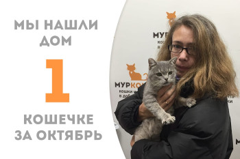 Трёхлетняя кошечка Лизетта всего через месяц после того, как попала в приют, встретила добрую хозяйку! 