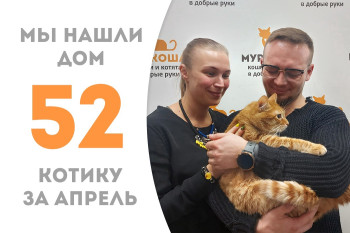 Котик Лохматик обрёл домашнее счастье! 