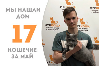 Мы нашли нового хозяина для восьмилетней кошечки Лолли!