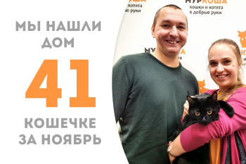 Годовалая кошечка Лойни встретила своё домашнее счастье! 