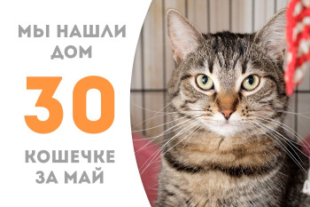 Кошечка Луана встретила своё счастье и уехала домой! 