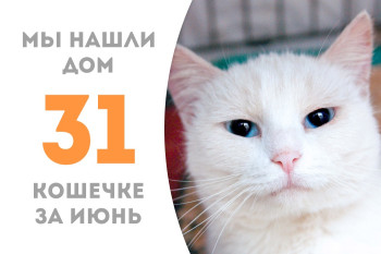 Кошечка Лунна воспользовалась вторым шансом на домашнее счастье! 
