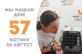 Котик Люциус, ранее живший на заводе, стал домашним любимцем! 