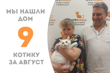 Годовалый котик Люпин очаровал семью и стал домашним! 