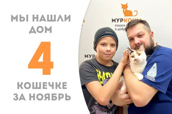 Кошечка Макайла, пробыв три месяца в приюте, встретила добрую семью! 