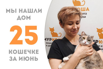 Спустя два месяца в приюте кошечка Мандаринка встретила добрую хозяйку и уехала в компанию к нашей выпускнице Пролетарке! 