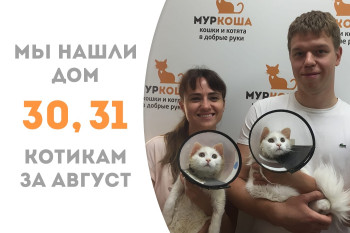 Полугодовалые котята-близнецы Марвел и Подснежник за месяц в приюте стали домашними! 
