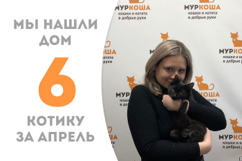 Котёнок Матиус обрёл дом за два месяца!