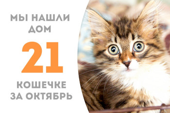 Котёнок Маврикия нашла уголок в сердце доброго человека, пробыв месяц в приюте! 