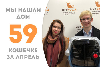 Четырёхлетняя кошечка Маёвка уехала в новый дом!