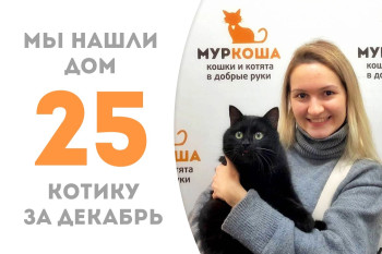 Котик Мажорик, найденный на дачах, нашёл для себя добрую хозяйку за полтора месяца! 
