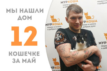 Котёнок Мэлоди из Мариуполя нашла своего человека за три недели! 