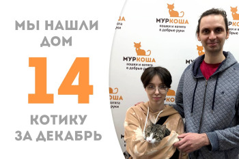 Котёнок Метеорчик, найденный на даче, встретил свою семью спустя три месяца в приюте!