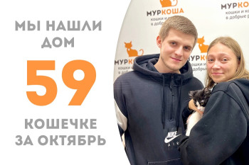 Юная кошечка Мицу стала домашней, не проведя и двух месяцев в приюте!