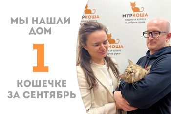Двухлетняя кошечка Мисс Тигра стала домашней за два месяца в приюте и уехала к нашей выпускнице Синтии! 