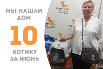 Котик Мистер Грей стал домашним пробыв в приюте менее трёх месяцев! 