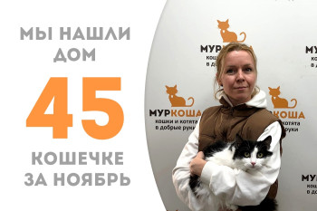 Двухлетняя кошечка Мистерия уехала создавать уют домой! 